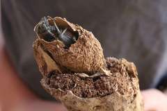 Neoplocaederus granulatus