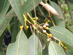 Eucalypteae