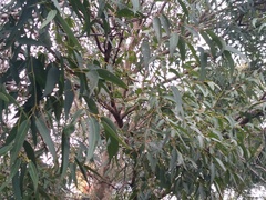 Eucalyptus