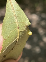 Caryomyia