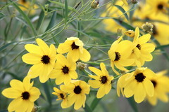 Coreopsis