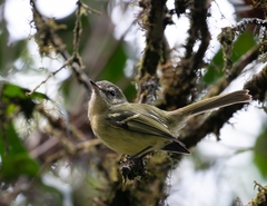 Phylloscartes ventralis