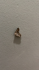 Idia americalis