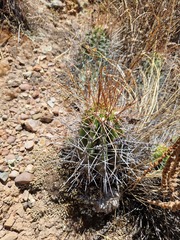 Echinopsis bridgesii