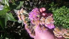 Tessaria integrifolia