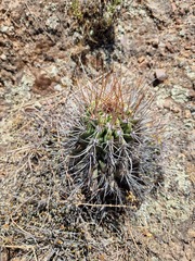 Echinopsis bridgesii