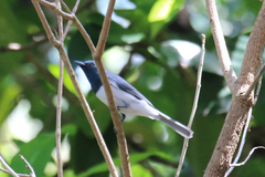 Myiagra rubecula