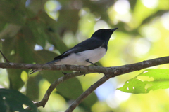 Myiagra rubecula