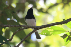Myiagra rubecula