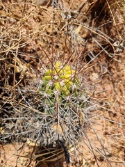Echinopsis bridgesii