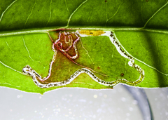 Mompha argentimaculella