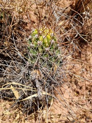 Echinopsis bridgesii