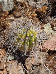 Echinopsis bridgesii
