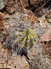 Echinopsis bridgesii