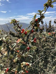 Cotoneaster franchetii