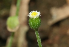 Erigeron bellioides