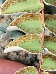 Pellaea bridgesii