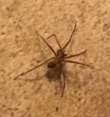 Loxosceles reclusa
