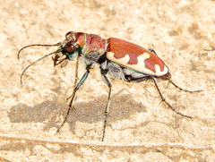 Cicindela formosa