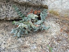 Pellaea bridgesii