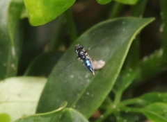Ocyptamus dimidiatus