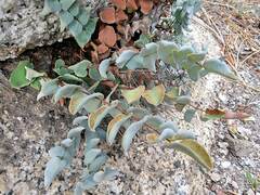 Pellaea bridgesii image
