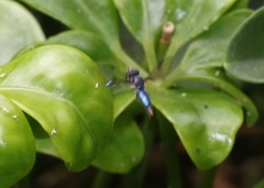 Ocyptamus dimidiatus