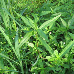 Eclipta prostrata