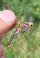 Sympetrum striolatum imitoides