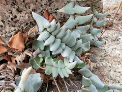 Pellaea bridgesii