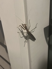 Stagmomantis carolina