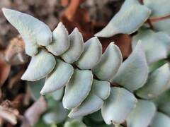 Pellaea bridgesii