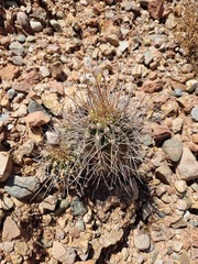 Echinopsis bridgesii