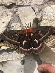 Hyalophora cecropia