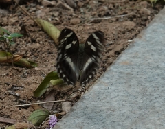 Argynnis sagana