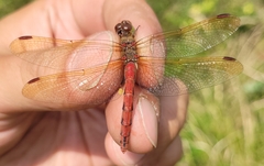 Sympetrum striolatum imitoides