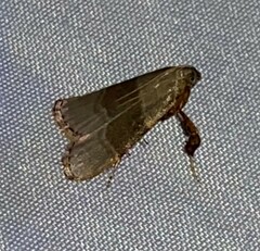 Basacallis tarachodes