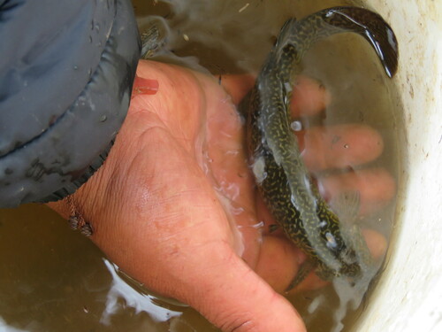 Capitan catfish (Eremophilus mutisii) — Trichomycteridae — 3