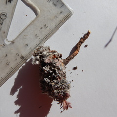 Potentilla vulcanicola