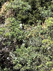 Tyto alba delicatula