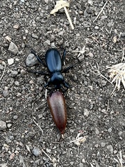 Eleodes grandicollis