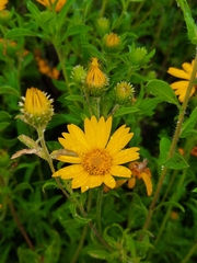 Chrysopsidinae