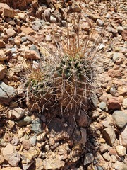 Echinopsis bridgesii