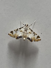Acentropinae