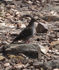 Phaps elegans