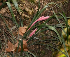 Billbergia distachia
