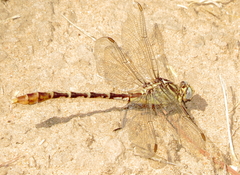 Dromogomphus spoliatus