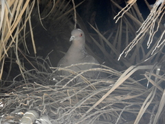 Patagioenas picazuro