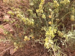 Atriplex canescens