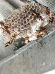 Polistes myersi